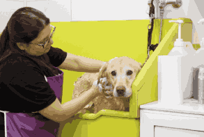 Pet Cleaning